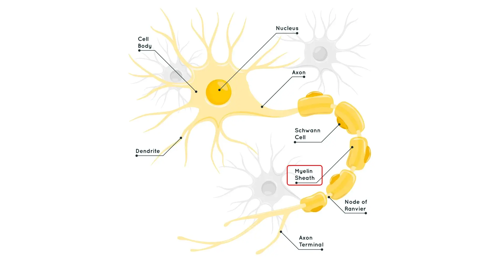 نورون ها در بیماری ام اس - اصلینو