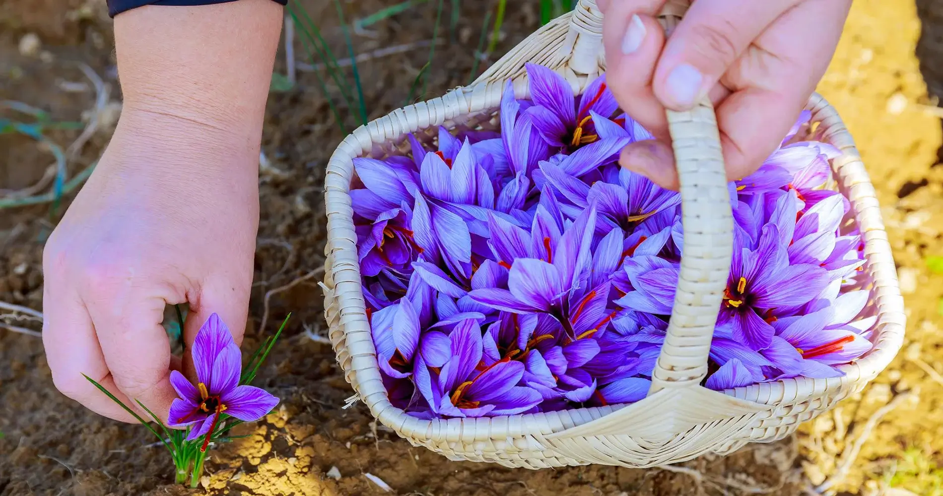 بهترین انواع زعفران سرگل قائنات و سرگل بهاباد