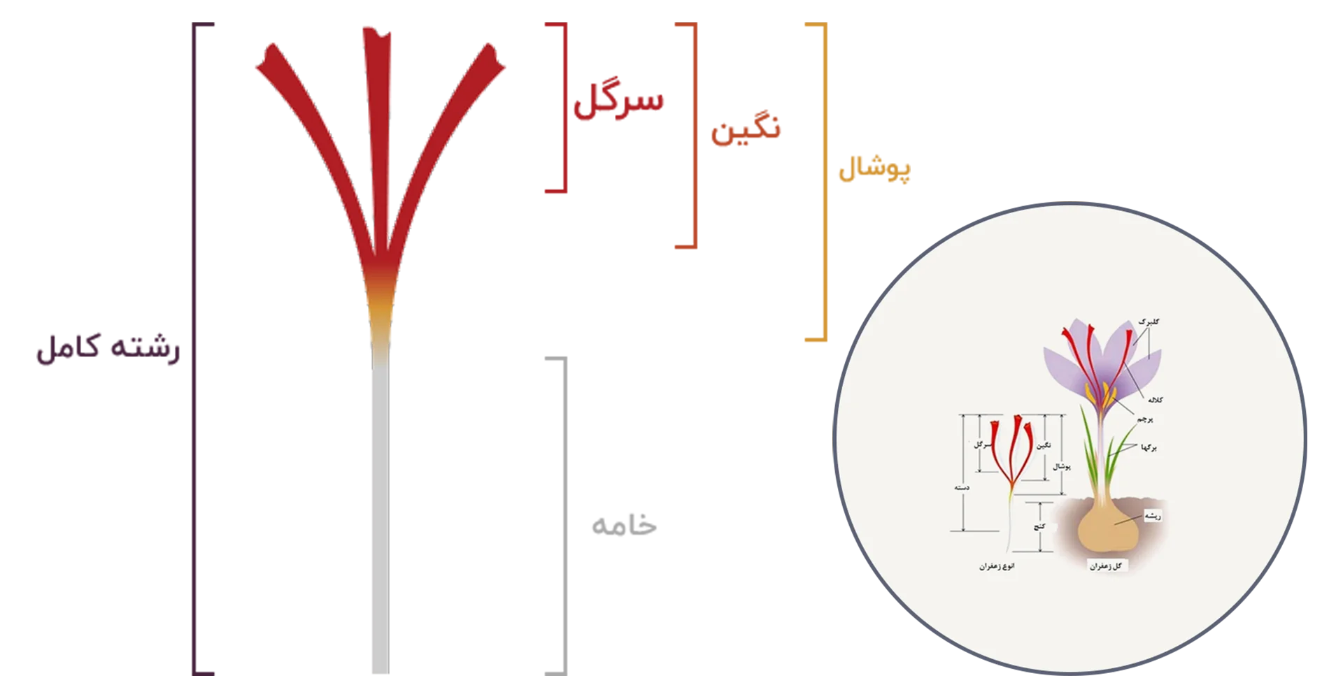 معرفی انواع زعفران - سرگل-نگین-سوپرنگین-پوشال